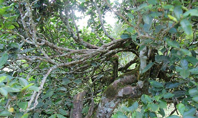 2022年倚邦曼拱古樹春茶特點(diǎn)？