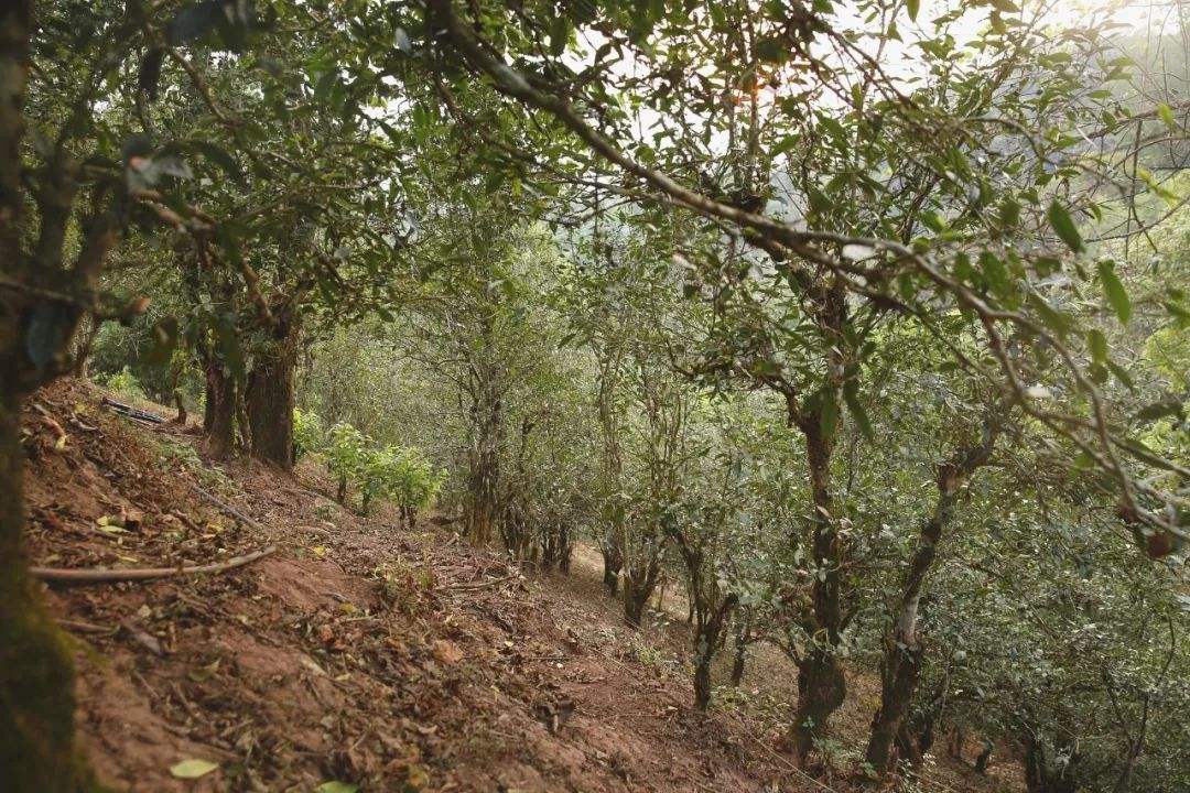 2022年倚邦曼拱古樹春茶口感？