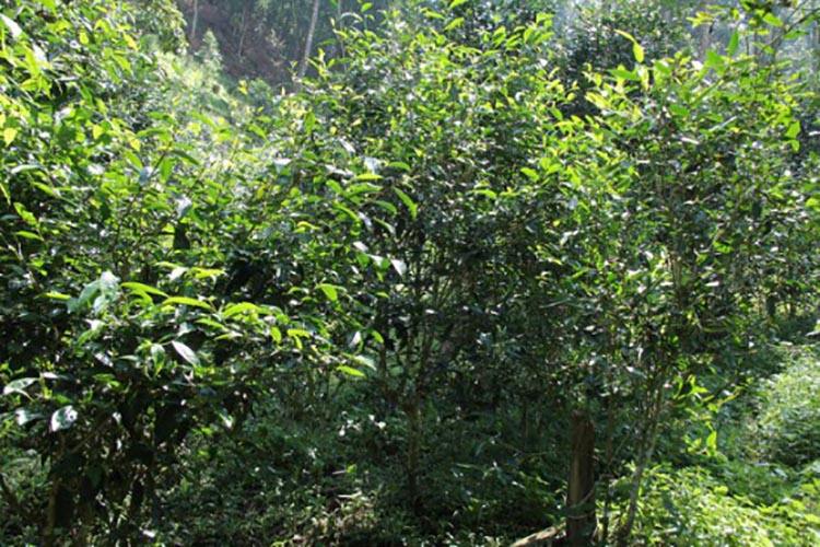 2022年倚邦曼拱古樹春茶價格？