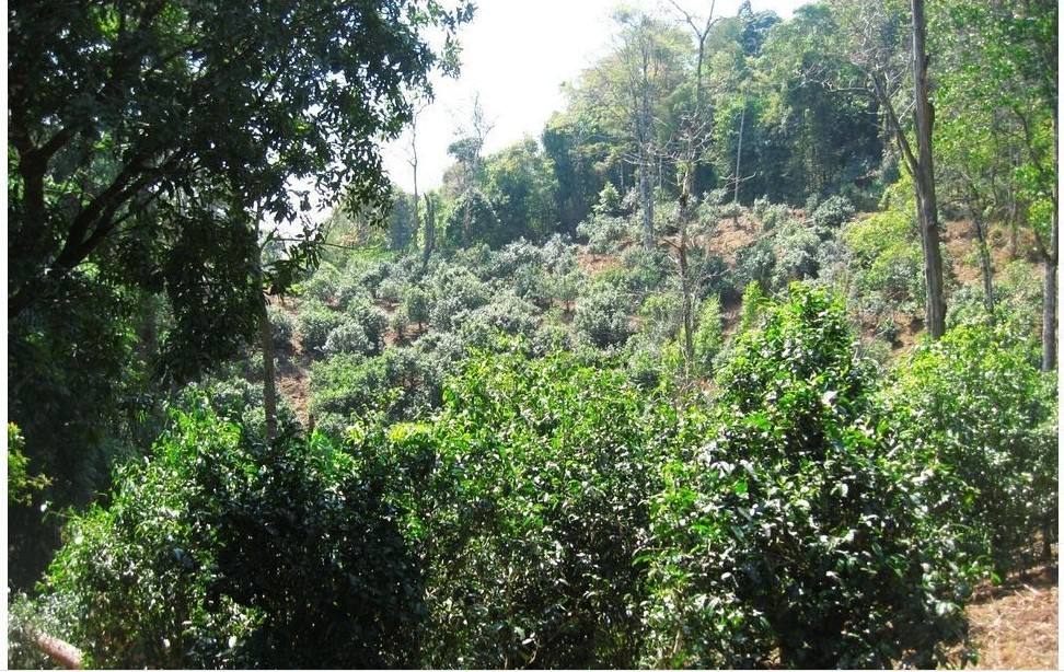 2022年大黑樹林古樹春茶口感？