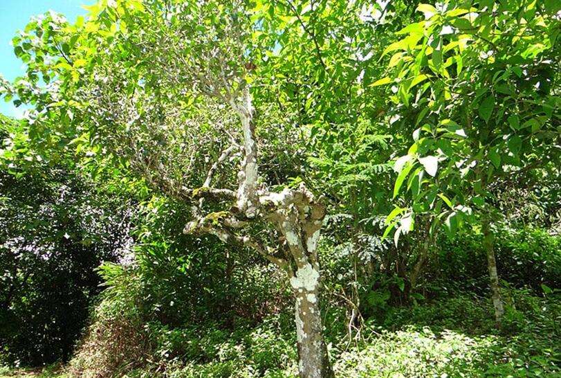 2022年大黑樹林古樹春茶價格？