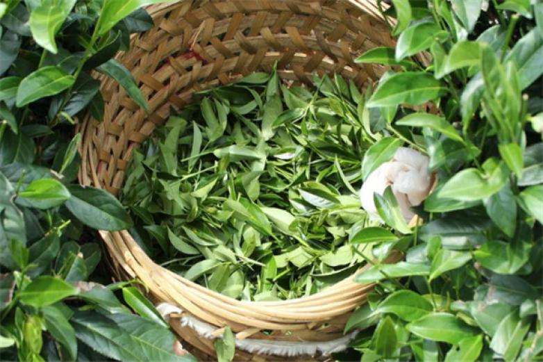 2022年曼松古樹(shù)春茶價(jià)格？