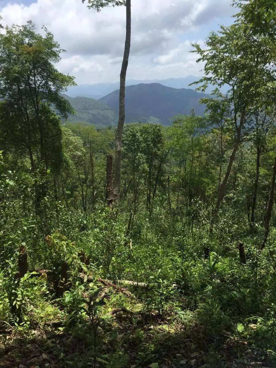 2022年一泡曼松古樹(shù)春茶？一飲帝王味……