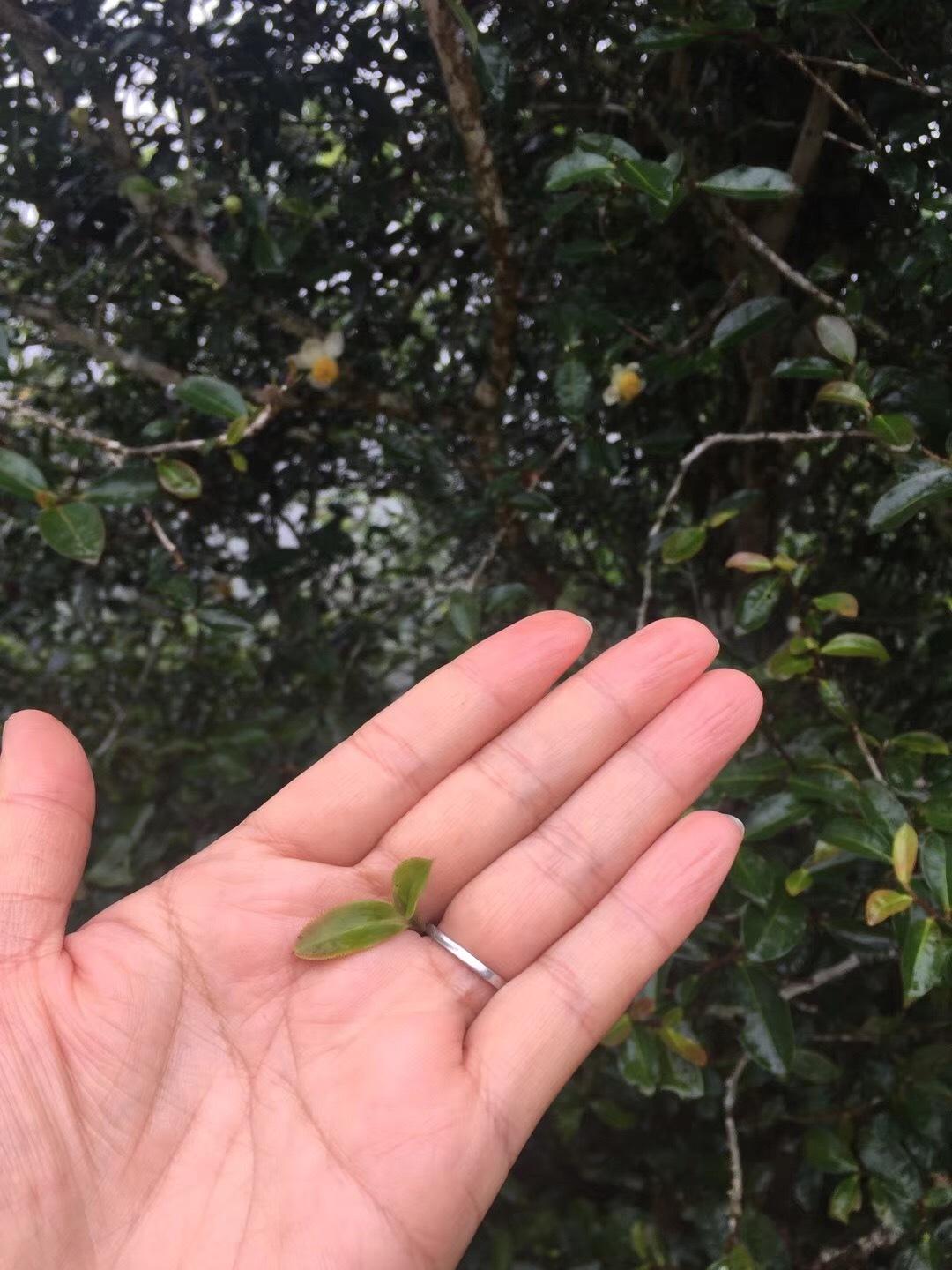 2022年倚邦貓耳朵古樹春茶價格？