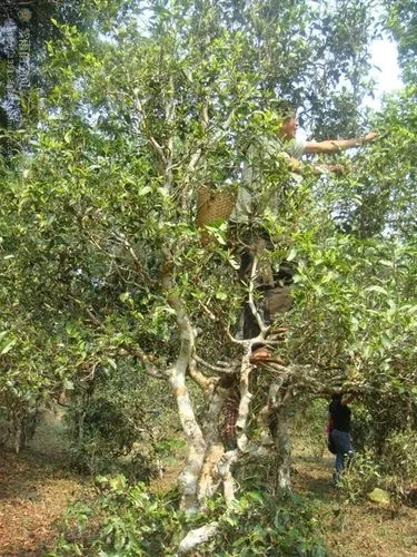 2022年蠻磚古樹(shù)春茶價(jià)格？