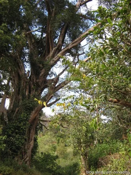 2022年蠻磚古樹春茶多少錢一公斤？