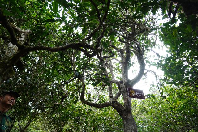 2022年桃子寨古樹春茶多少錢一公斤？