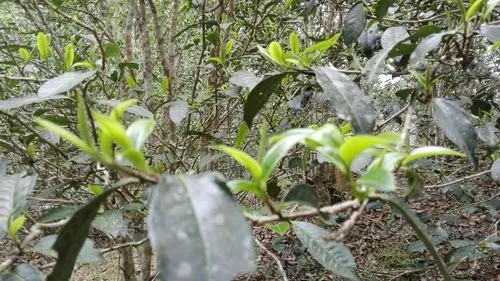 2022年蠻磚瓦龍古樹(shù)春茶口感！