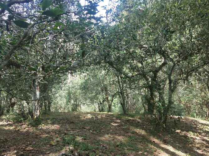 2022年革登古樹春茶多少一公斤？