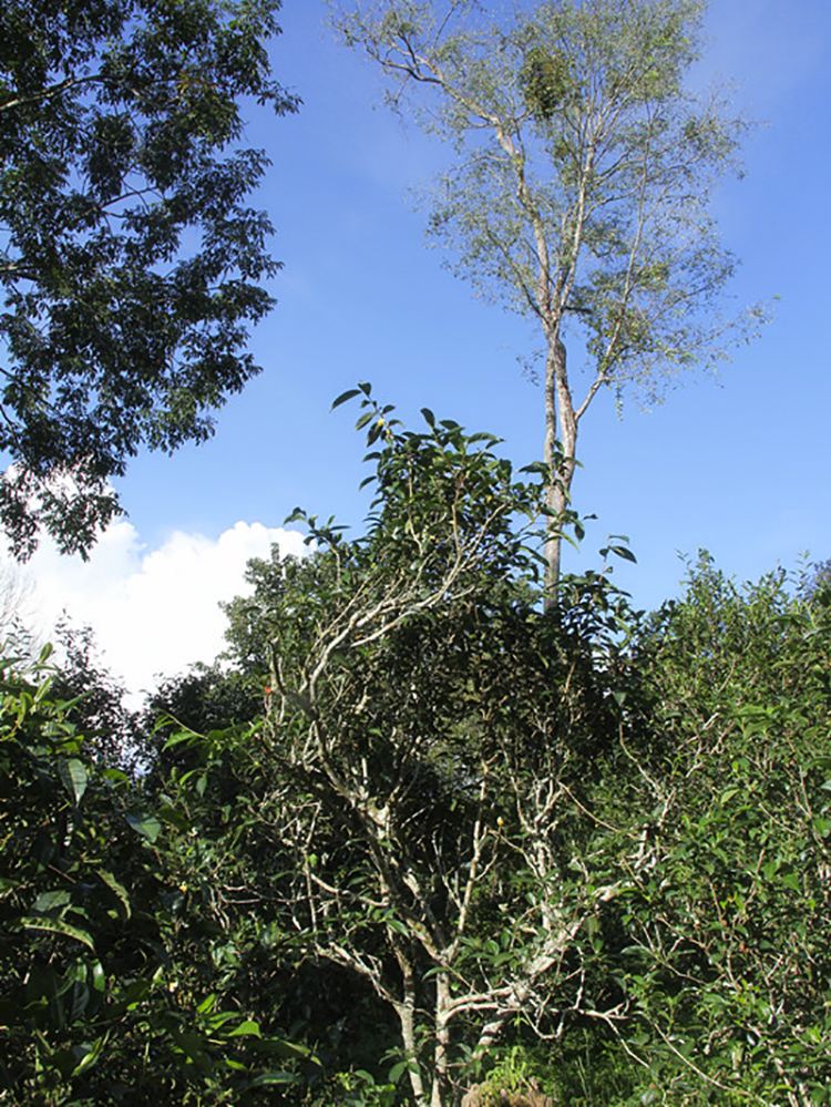 2022年莽枝古樹春茶口感？