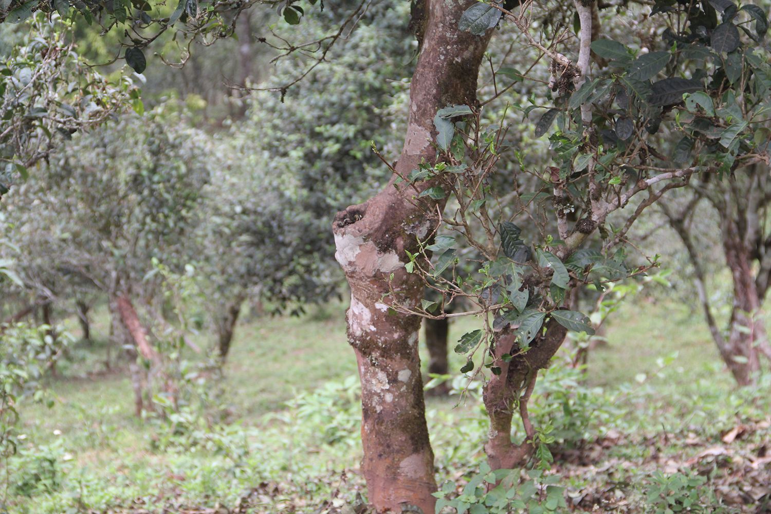 2022年莽枝古樹春茶價格？