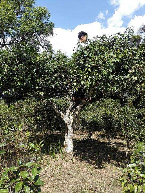 2022年攸樂(lè)古樹(shù)春茶多少錢一公斤？