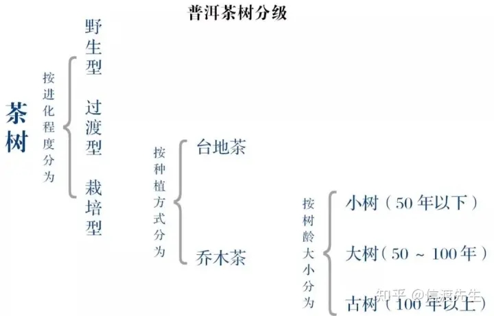 2022年按順序排列普洱茶樹等級 怎么分？