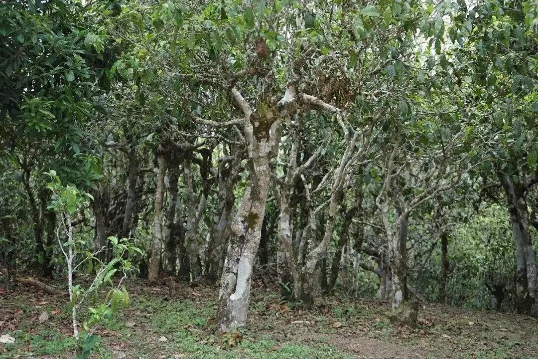 普洱茶樹樹齡是怎么劃分的?