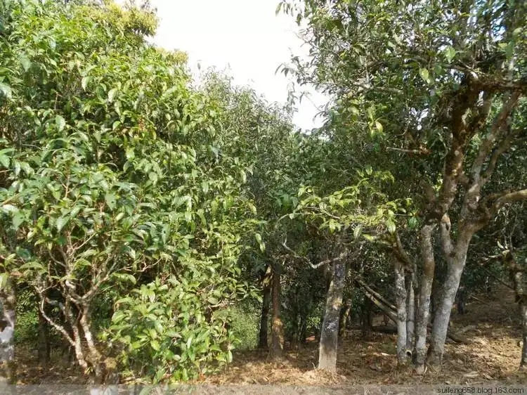 普洱茶山野味怎么解釋？