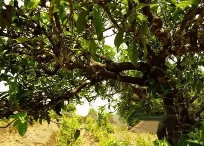 如何鑒別普洱茶樹(shù)齡？