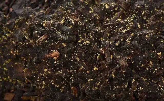 普洱茶的金花怎么鑒別？