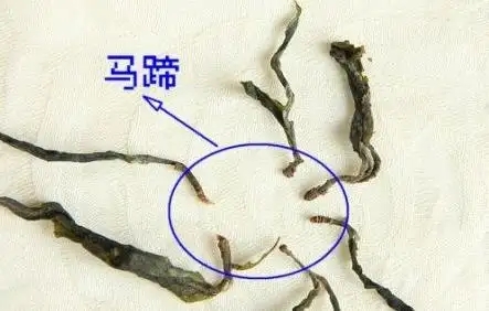 馬蹄竟然還能喝？普洱茶里的馬蹄你有了解過嗎？
