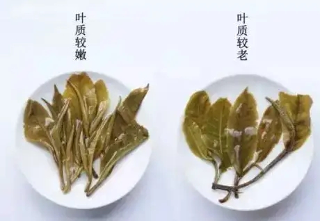 生普？熟普？如何挑選一款普洱茶？