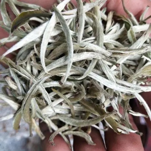 遇見(jiàn)月光白之美，存放四年云南古樹(shù)白茶