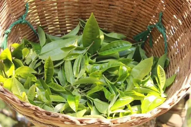 普洱茶3大核心產(chǎn)區(qū)，請好好收藏！