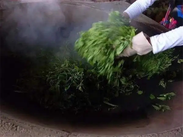 普洱茶為什么要殺青？