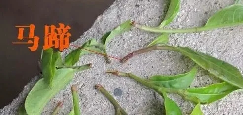 正確認(rèn)識(shí)普洱茶中的“馬蹄腳”