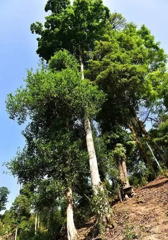 普洱茶概念中的“國(guó)有林”、“高桿古樹(shù)”是怎么樣的存在？