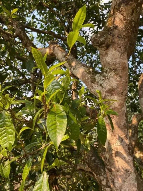 易武高桿 普洱長(zhǎng)頸？