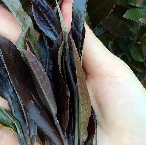 普洱茶中有一種叫“紫芽茶”的是怎么回事？