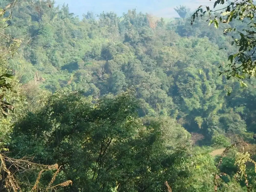 茶山紀(jì)實(shí)：再進(jìn)犀牛塘，不一樣的感覺(jué)；菁瑤可以預(yù)見(jiàn)的豐收年