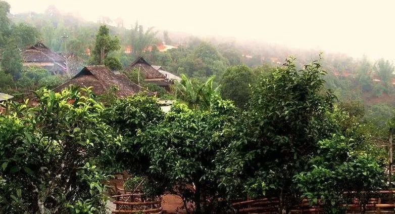 甜茶也可以有驚人的回甘–拔瑪老寨