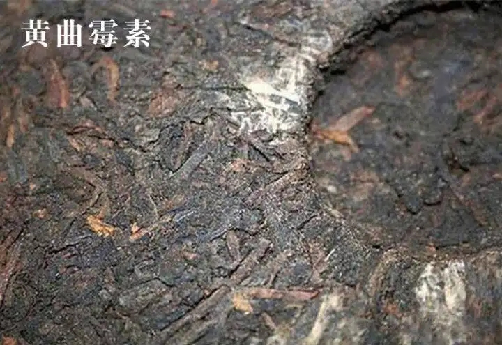 普洱茶有黃曲霉毒素，喝了會致癌？不黑不吹，咱用事實說話