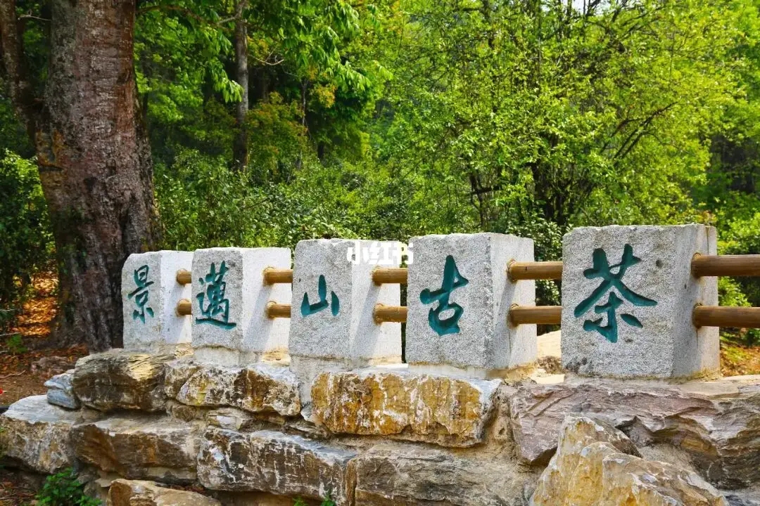 普洱茶的年份：新茶、老茶、中期茶、印級茶、古董茶