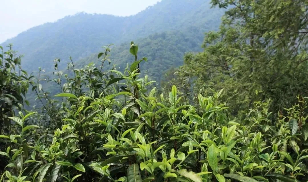 古樹茶的價(jià)值和意義在哪里？