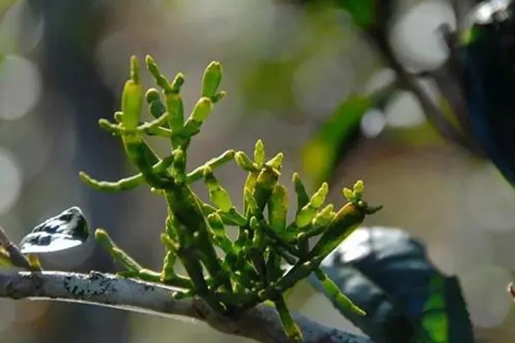什么是螃蟹腳？茶界的螃蟹腳可能和你想的不一樣！