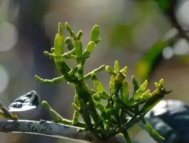 一節(jié)螃蟹腳，勝過冬蟲和夏草