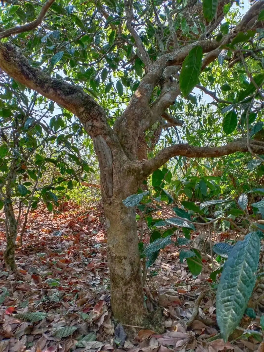 一山一韻，普洱茶的山韻