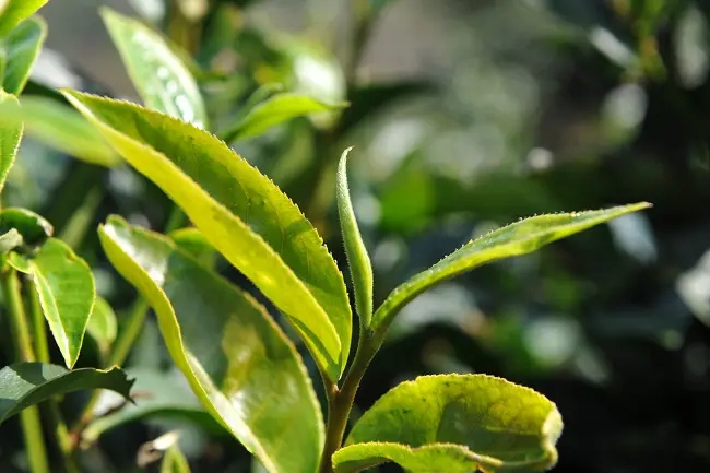 普洱茶“山野氣韻”如何形成？