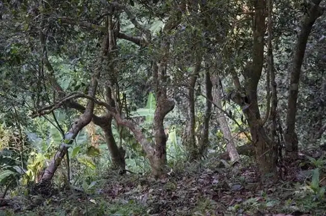 一山一味，山頭茶存在的意義究竟是什么？