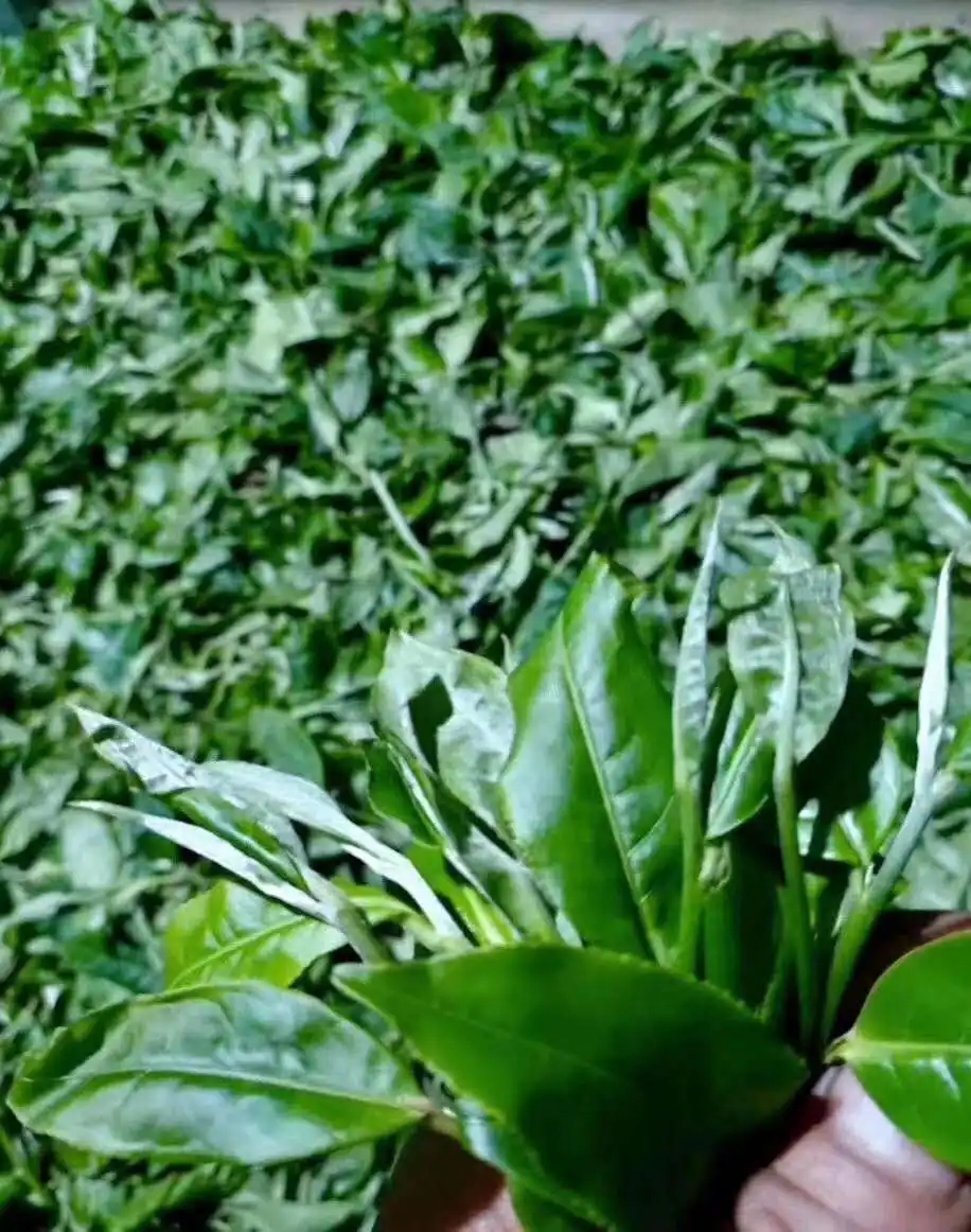 【答疑解惑】關(guān)于勐庫大葉種，你了解多少？