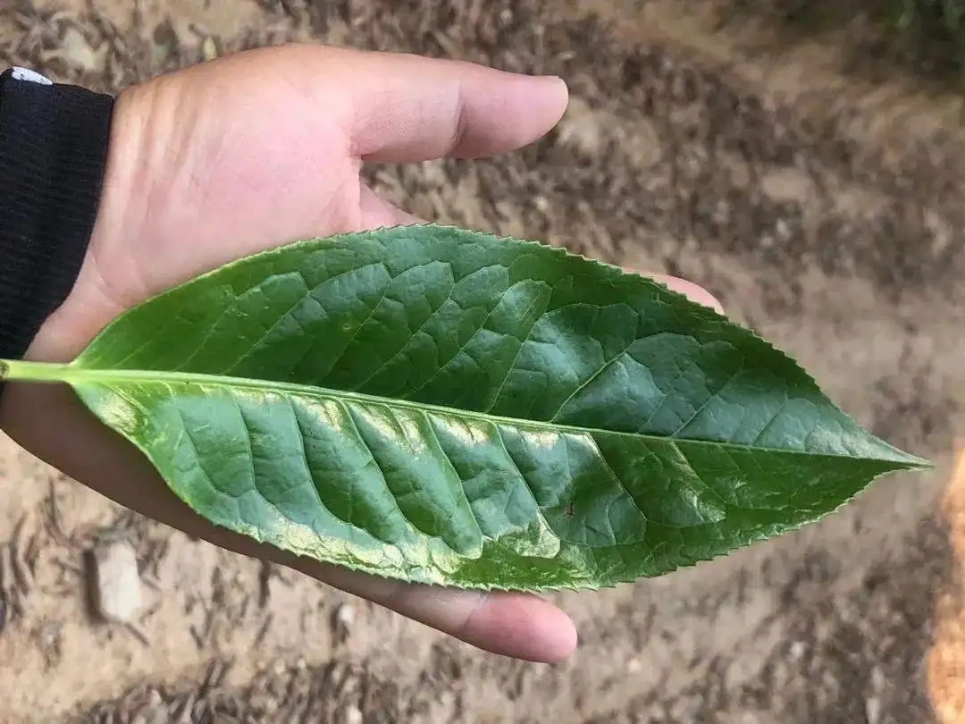 【茶百科】勐庫(kù)大葉種的適制性。