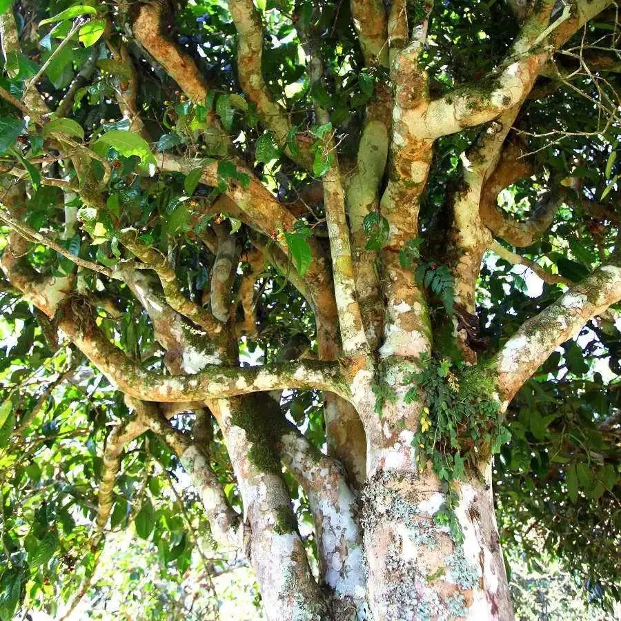 來自易武秘境的至味臻品！氣韻強(qiáng)勁，余韻深邃，一口喚醒你的味蕾~