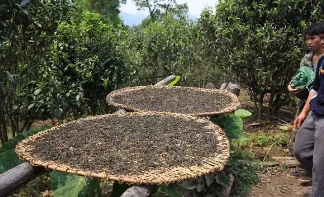 顛覆認(rèn)知！普洱茶的傳統(tǒng)工藝究竟是什么？
