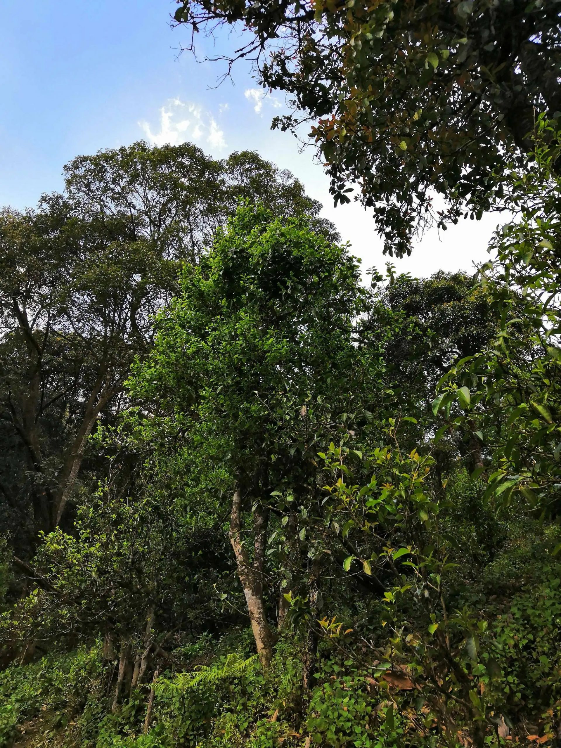 古樹茶的市場，未來該如何發(fā)展？