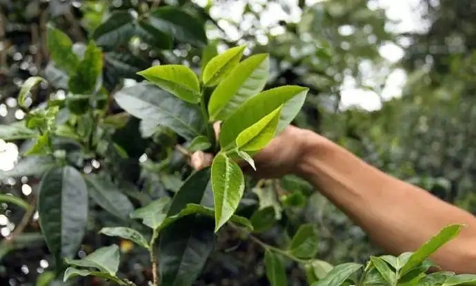 云南大葉種和小葉種是一個品種嗎？兩者有何優(yōu)勢？