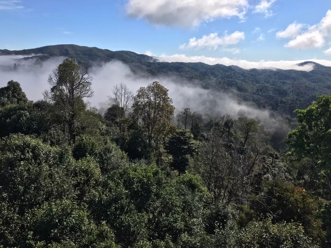 2023年賀開古樹春茶特點是什么？