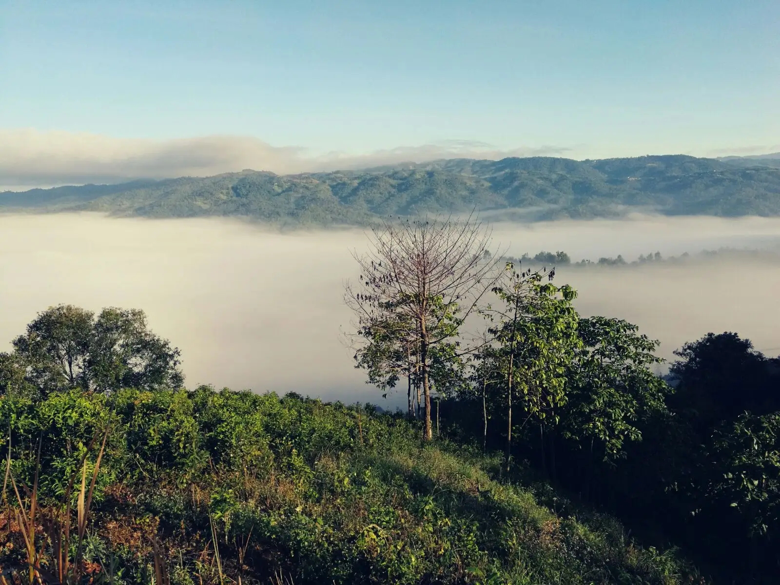 2023年賀開古樹春茶價格是多少？