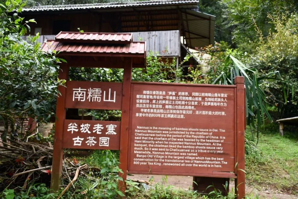 2023年半坡老寨古樹春茶口感是什么？