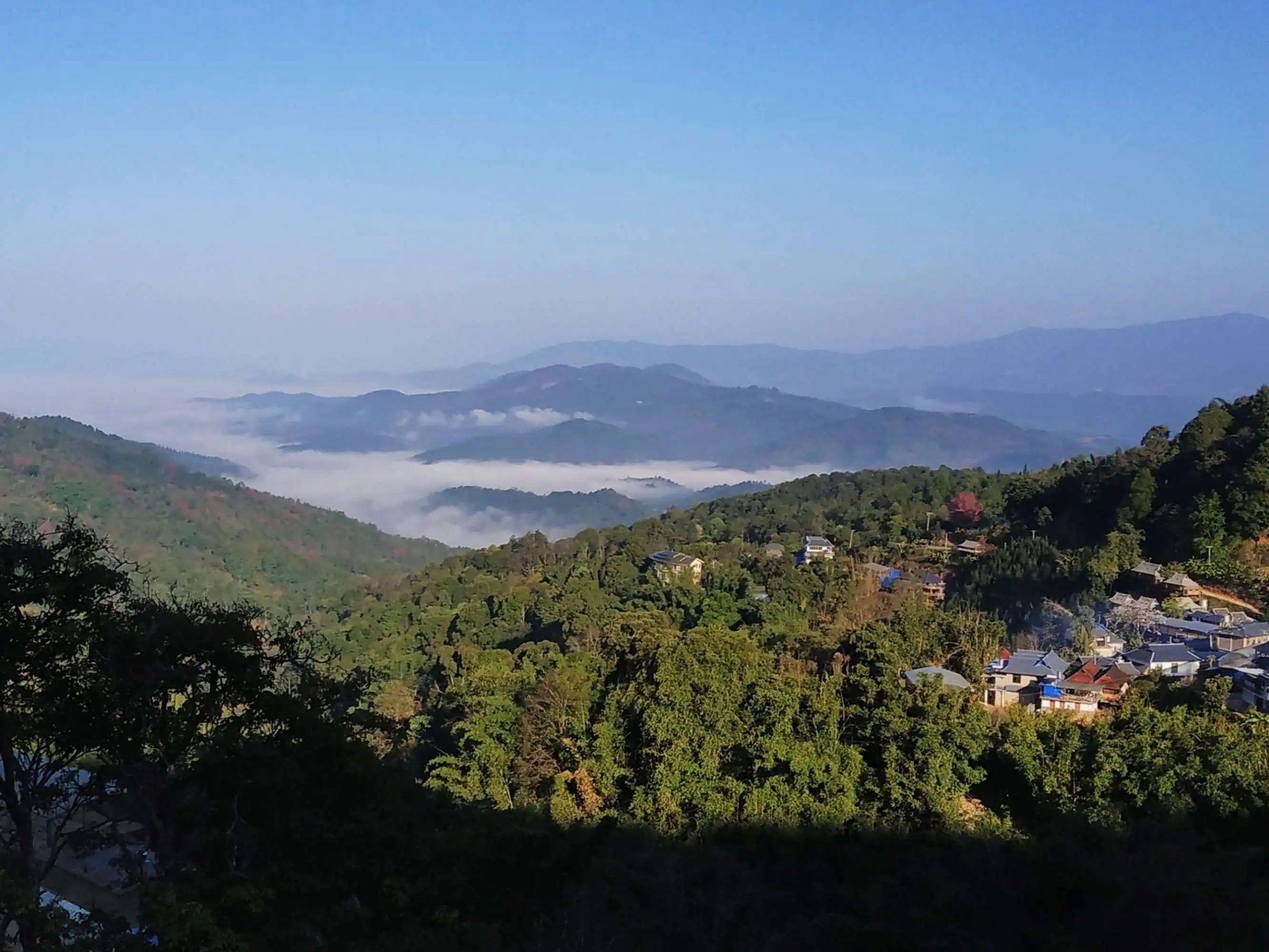 2023年南糯山古樹(shù)春茶口感如何？